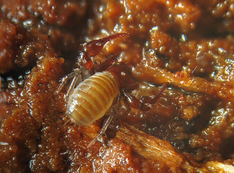 Neobisiidae (Pseudoscorpiones)